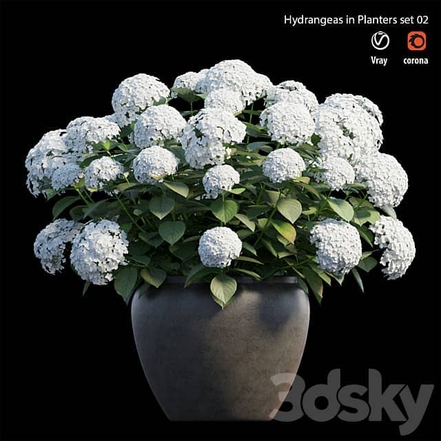 Hydrangea in planters set 02