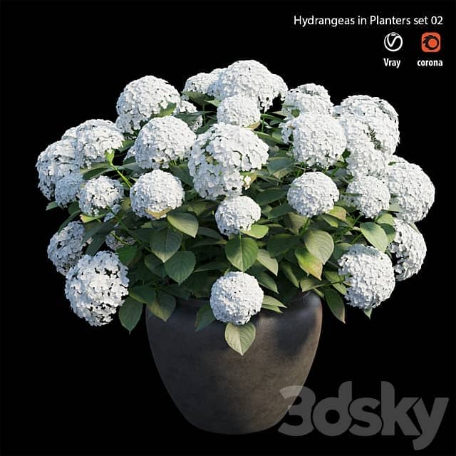 Hydrangea in planters set 02