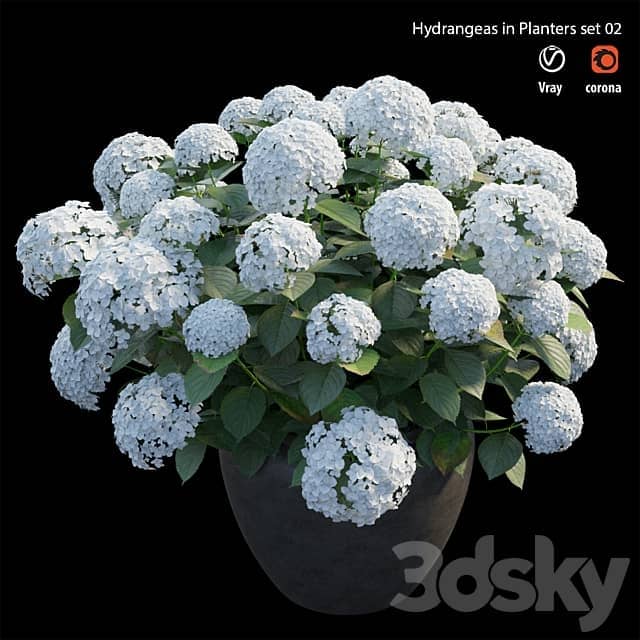 Hydrangea in planters set 02