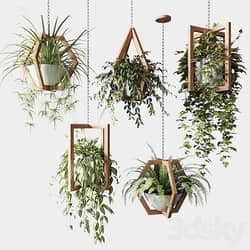Ampelous plants in wooden figured hanging pots 
