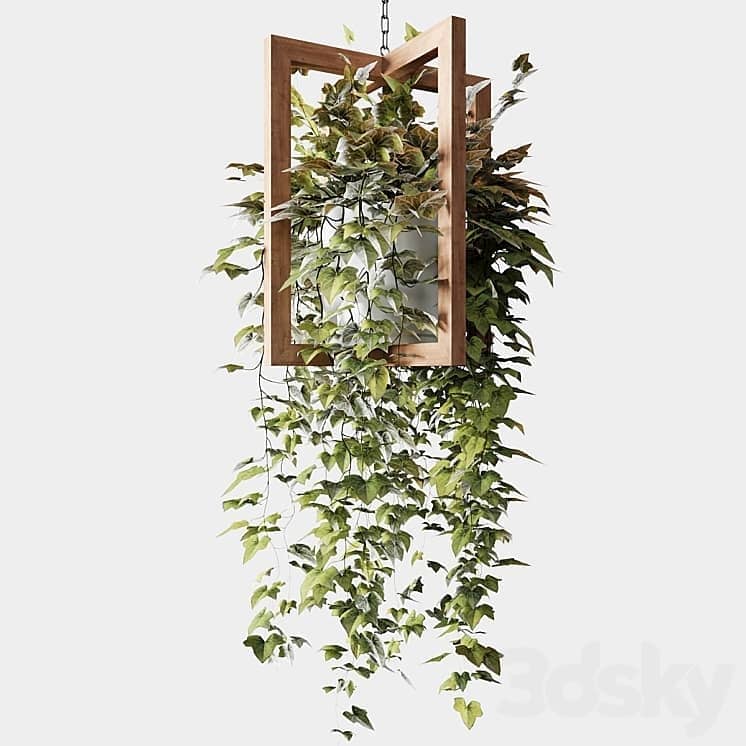 Ampelous plants in wooden figured hanging pots