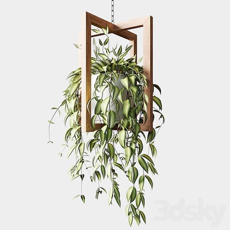 Ampelous plants in wooden figured hanging pots