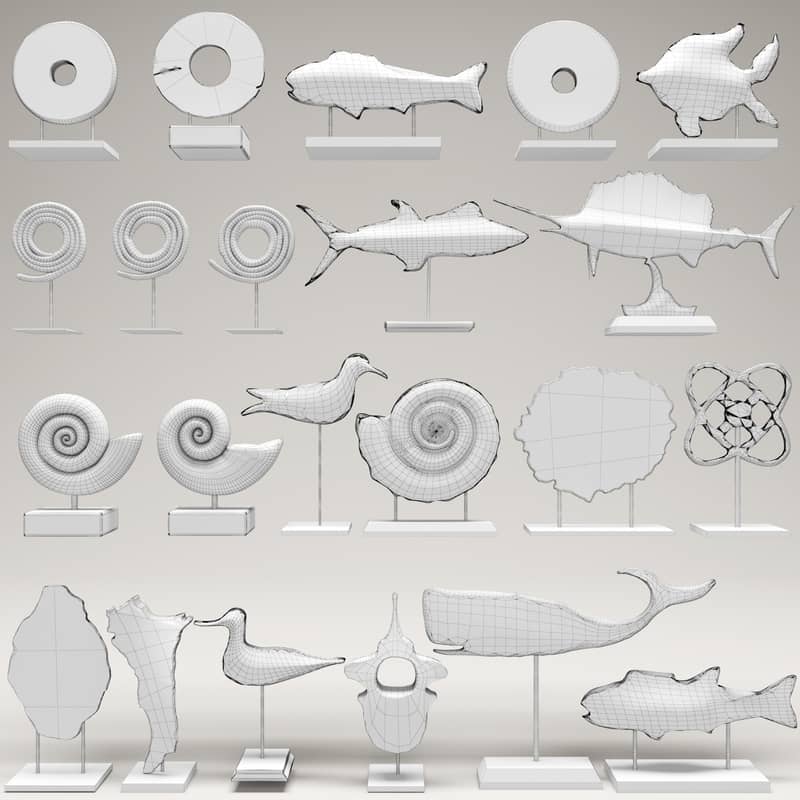 seashell marine life collection