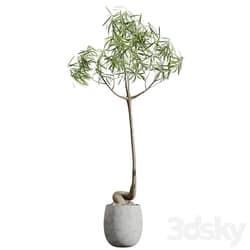 AV HousePlants Japandi Decorative Minimalism Ficus Dracaena Marginata19 