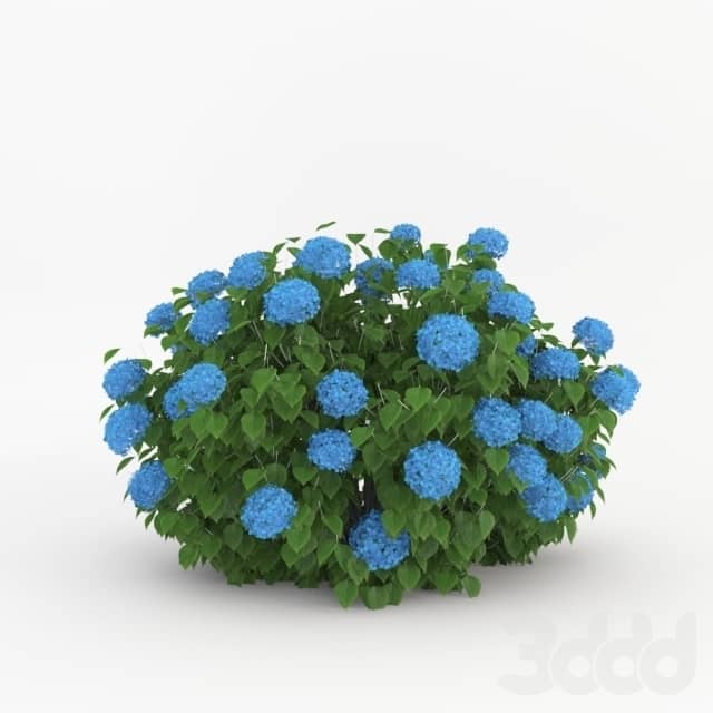 blue flower bush plant