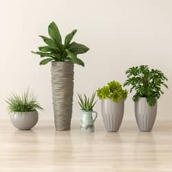 indoor plants arrangement 