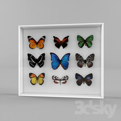 Frame - Entomological collection of butterflies 