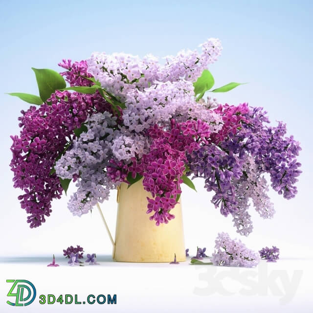 Plant - Lilac