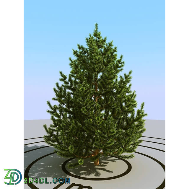 3dMentor HQPlants-02 (061) pine small 2