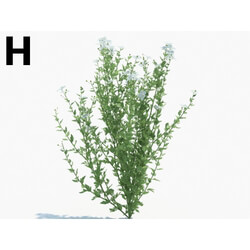 Maxtree-Plants Vol03 Romneya coulteri 05 H 