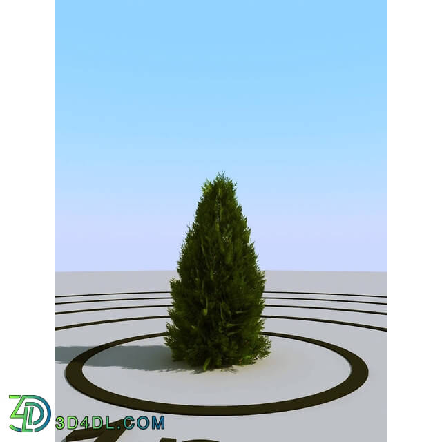 3dMentor HQPlants-02 (062) thuja