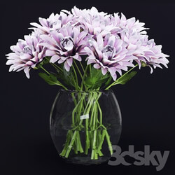 Plant - Chrysanthemums 