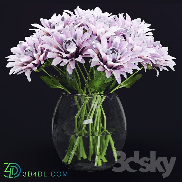 Plant - Chrysanthemums