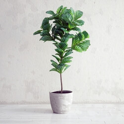 Plant - Ficus Lyrata - Interior Plant 