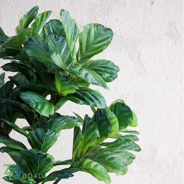 Plant - Ficus Lyrata - Interior Plant