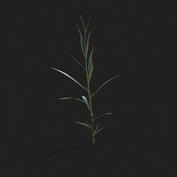 Maxtree-Plants Vol21 Conyza canadensis 01 09 