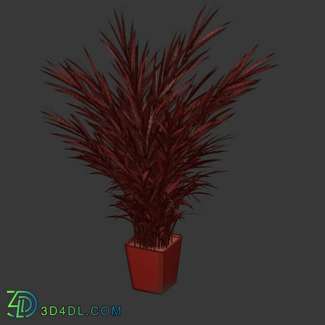 Plant - Palm tree in a pot