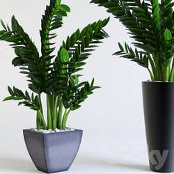 Plant - Zamioculcas Zamioculcas 