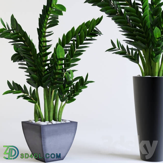 Plant - Zamioculcas Zamioculcas