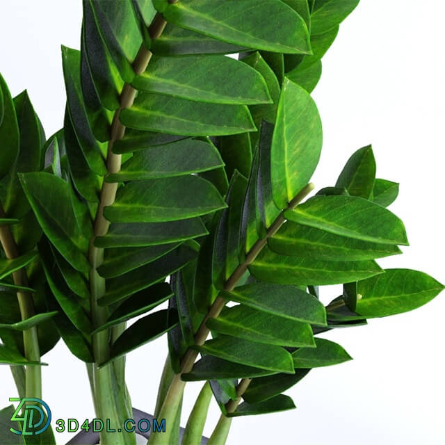 Plant - Zamioculcas Zamioculcas