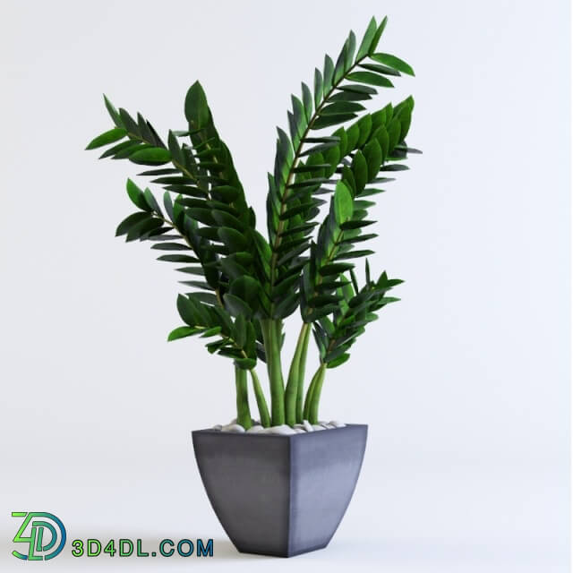 Plant - Zamioculcas Zamioculcas