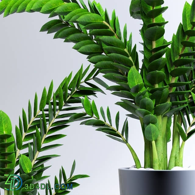 Plant - Zamioculcas Zamioculcas