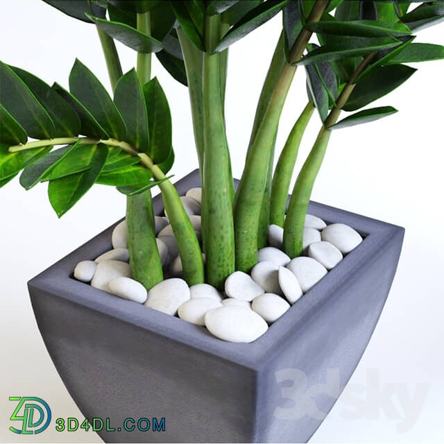 Plant - Zamioculcas Zamioculcas