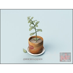 Plant - money tree 