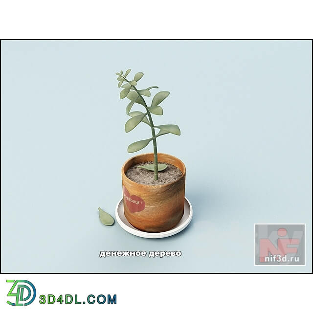 Plant - money tree