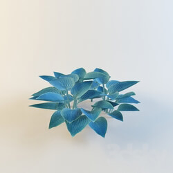 Plant - Hosta x hybrid _ Blue Cadet _ 