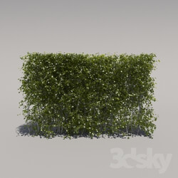 Plant - Bush trimmed_ low 