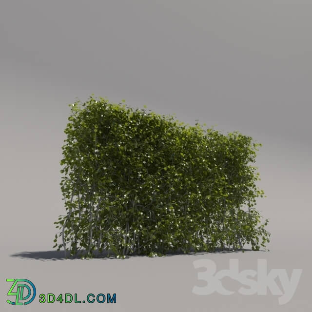 Plant - Bush trimmed_ low