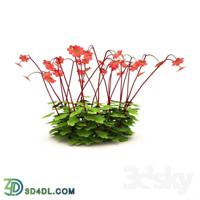 Plant - Geum coral