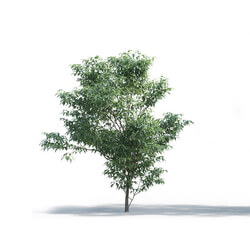Maxtree-Plants Vol05 18 01 