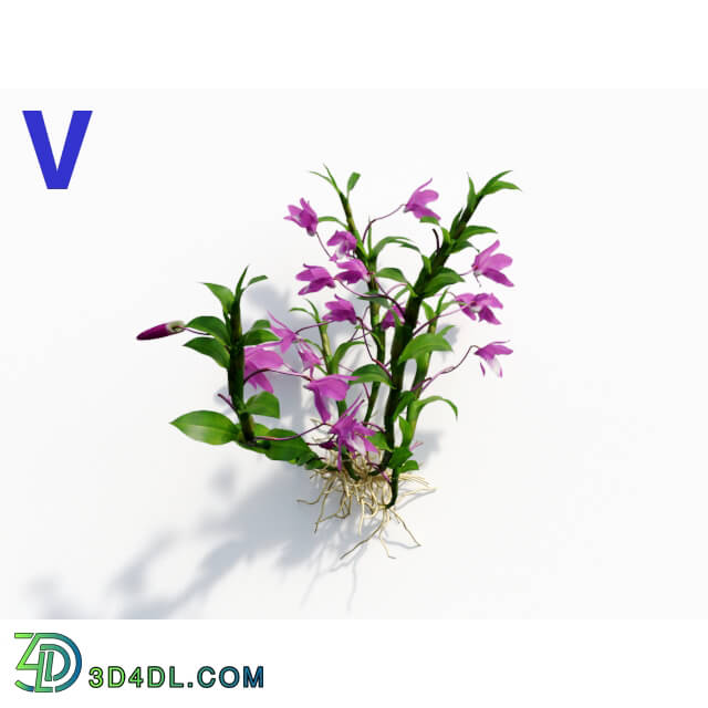 Maxtree-Plants Vol08 Orchid Dendrobium Violet 04