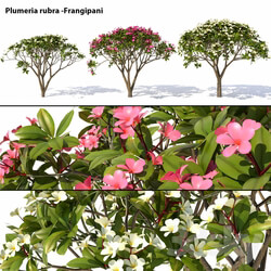 Tree - Plumeria rubra -Frangipani Tree 