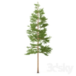 Plant - Pine 