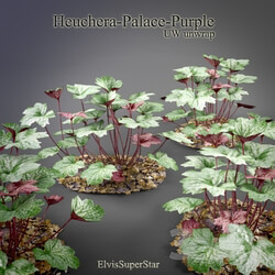 Plant - Heuchera - Palace - Purple 