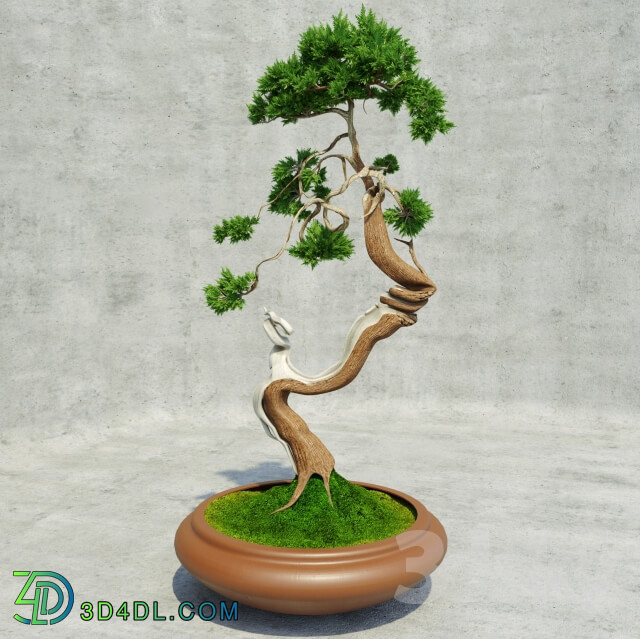 Plant - Bonsai