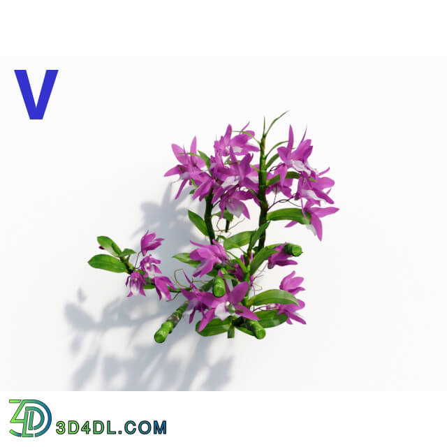 Maxtree-Plants Vol08 Orchid Dendrobium Violet 05