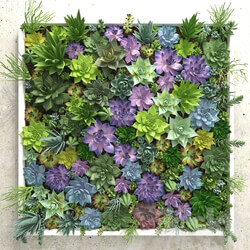 Plant - Succulents wall 