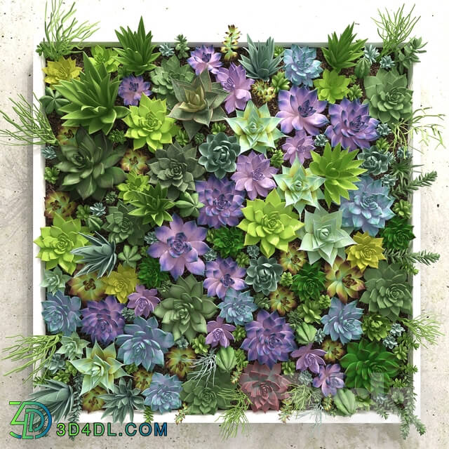Plant - Succulents wall