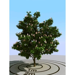 3dMentor HQPlants-01 (054) chestnut 