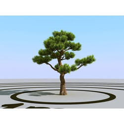 3dMentor HQPlants-02 (066) bonsai pine 