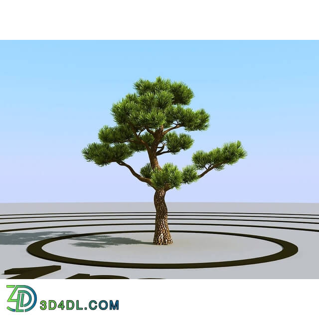 3dMentor HQPlants-02 (066) bonsai pine