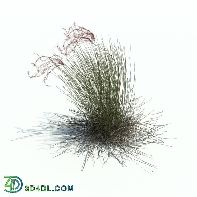 ArchModels Vol126 (029) Stipa borysthenica v2