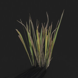 Maxtree-Plants Vol21 Dry grass 01 03 