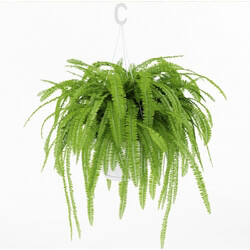 Plant - Fern 1 