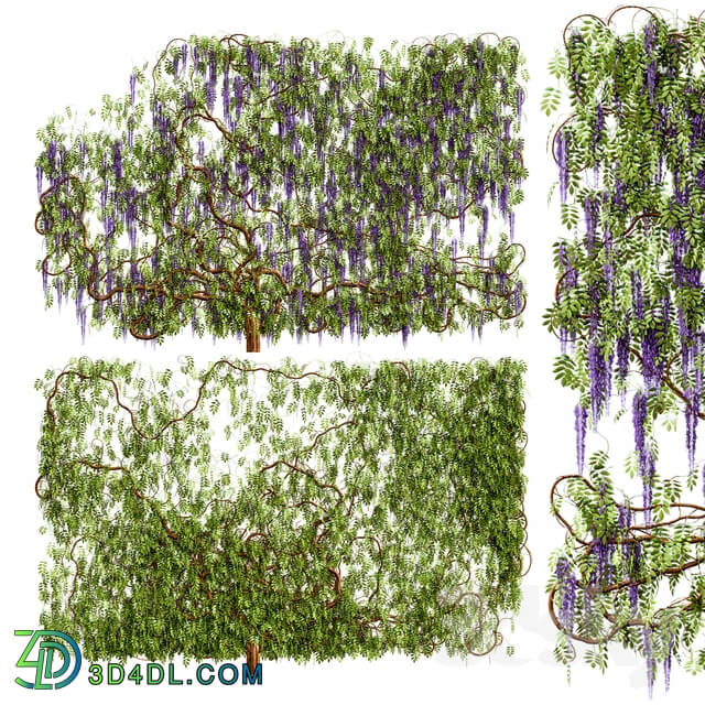 Plant - Wisteria_ wisteria plant