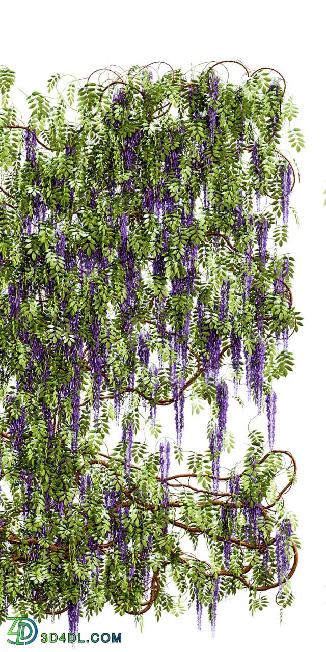 Plant - Wisteria_ wisteria plant